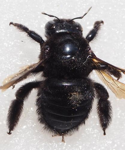 Xylocopa sp.
